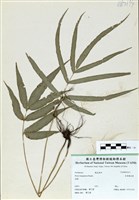 藏品(長葉鳳尾蕨)的圖片